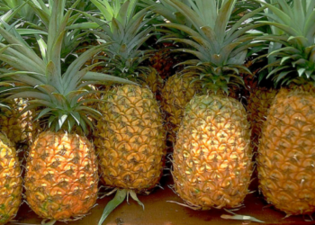 L’ananas, l’un des fruits exportés en Europe par le Togo