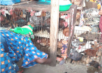 Un tour sur un marchés de volailes de Lomé