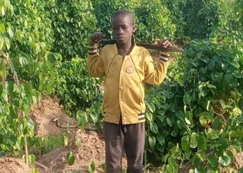 Les raisons de la pénurie d’ignames sur le marché togolais