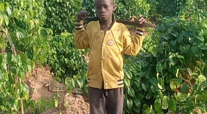 Les raisons de la pénurie d’ignames sur le marché togolais