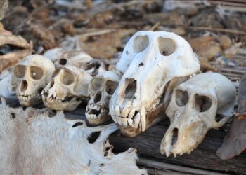 Conquête agressive de postes ministériels d’un bassari : SOS animaux en danger ; des humains dans l’angoisse